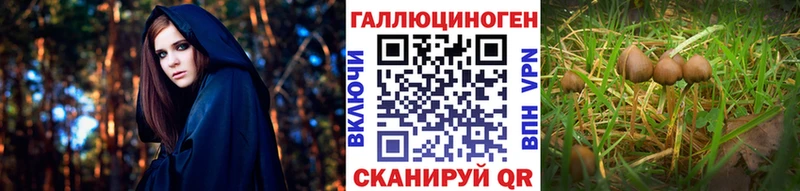 Галлюциногенные грибы Psilocybine cubensis  Купить  Карабулак 